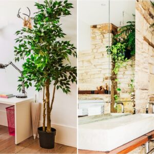 10 Air Cleaning Plants Ideal for Indoor